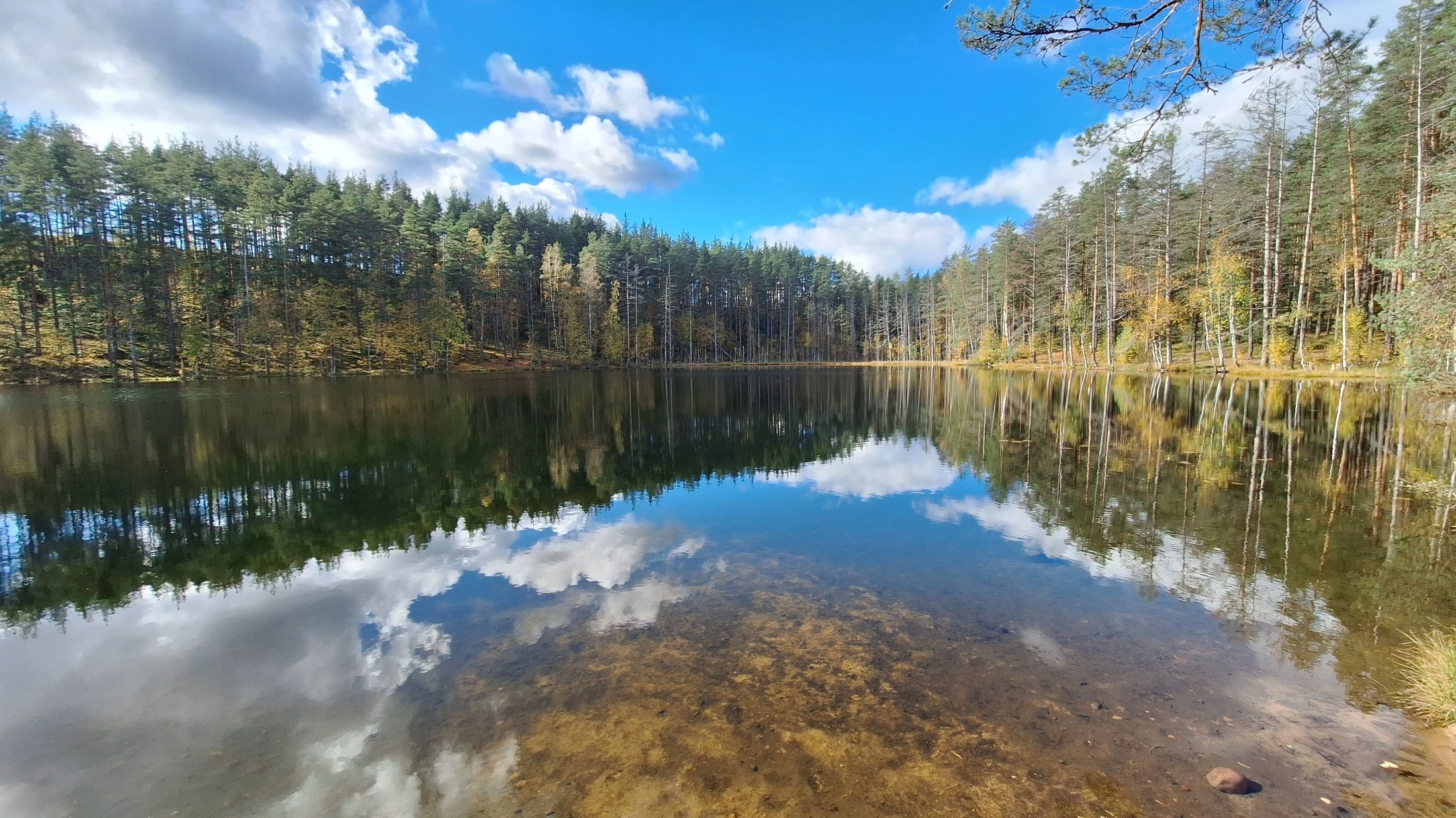 Рощино - Цвелодубово