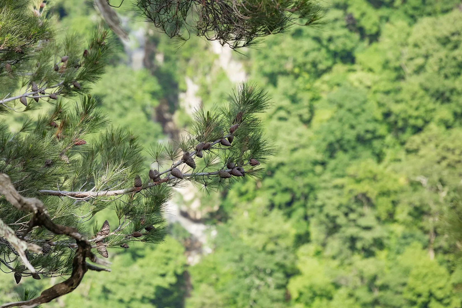 Hanaobodam Trail