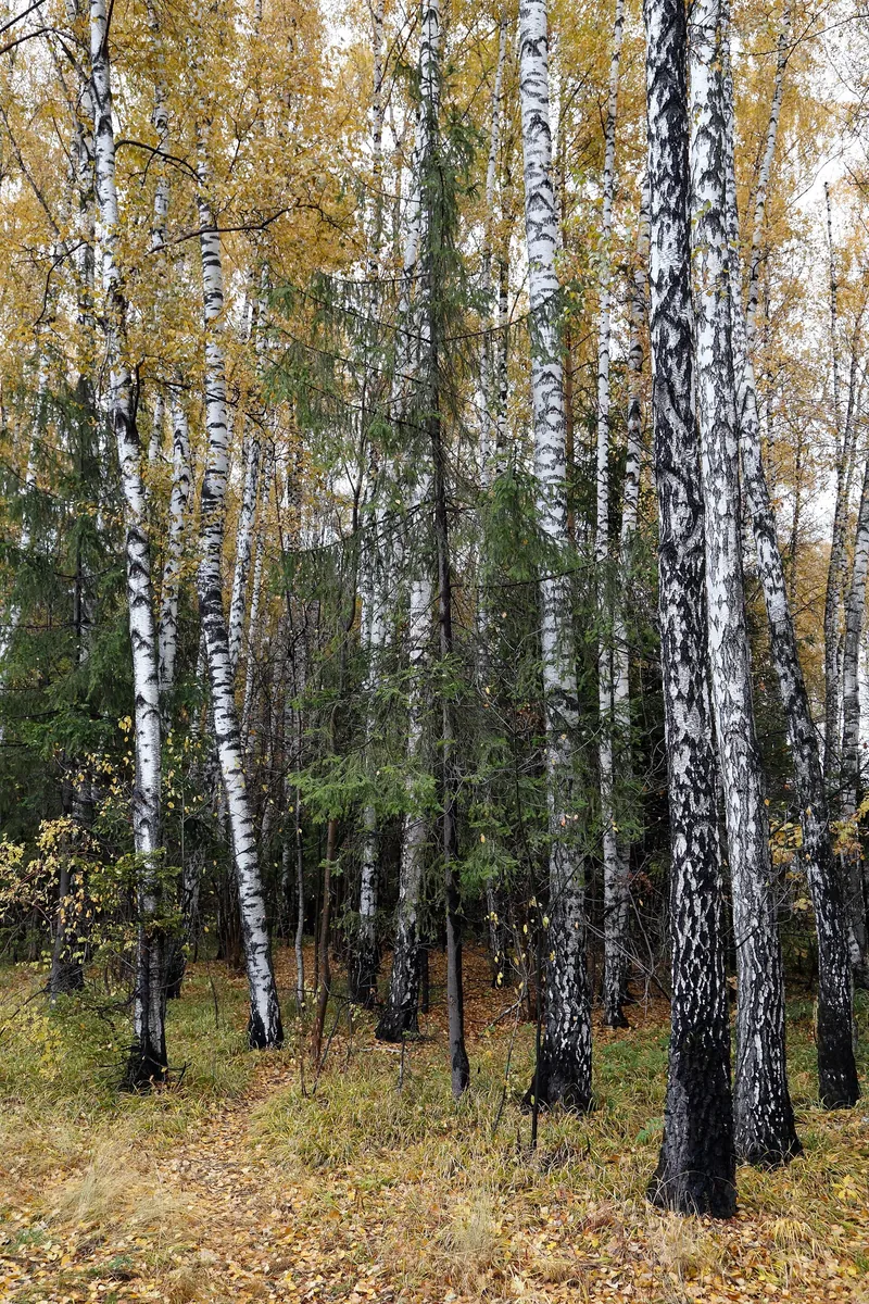 Overview loop — Novoivanovskoe