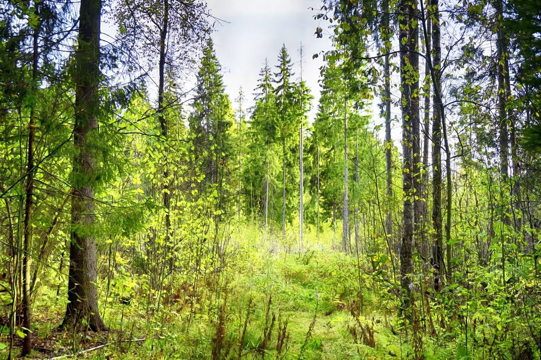 Firsanovka to Serednikovo Estate