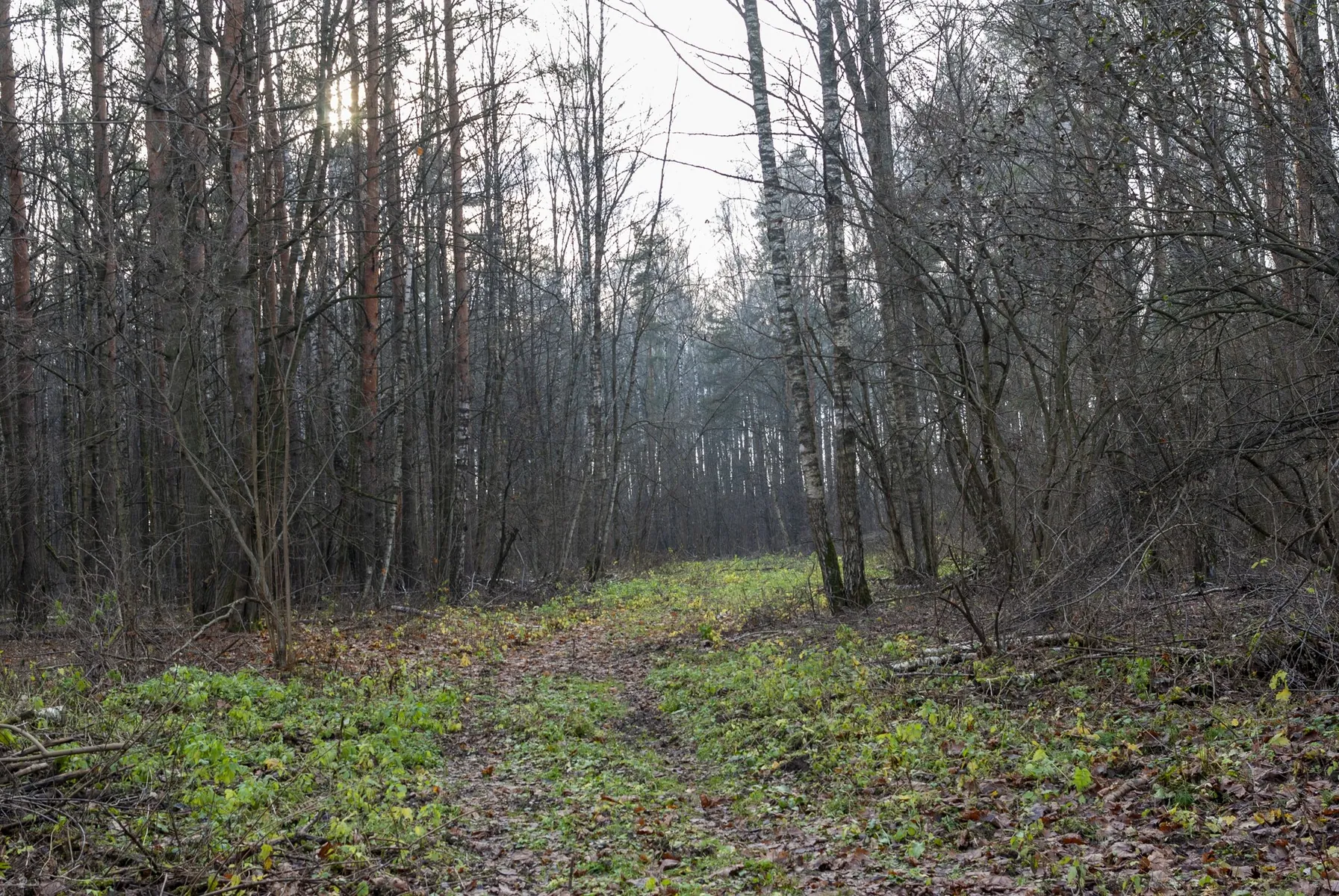 Оленья тропа