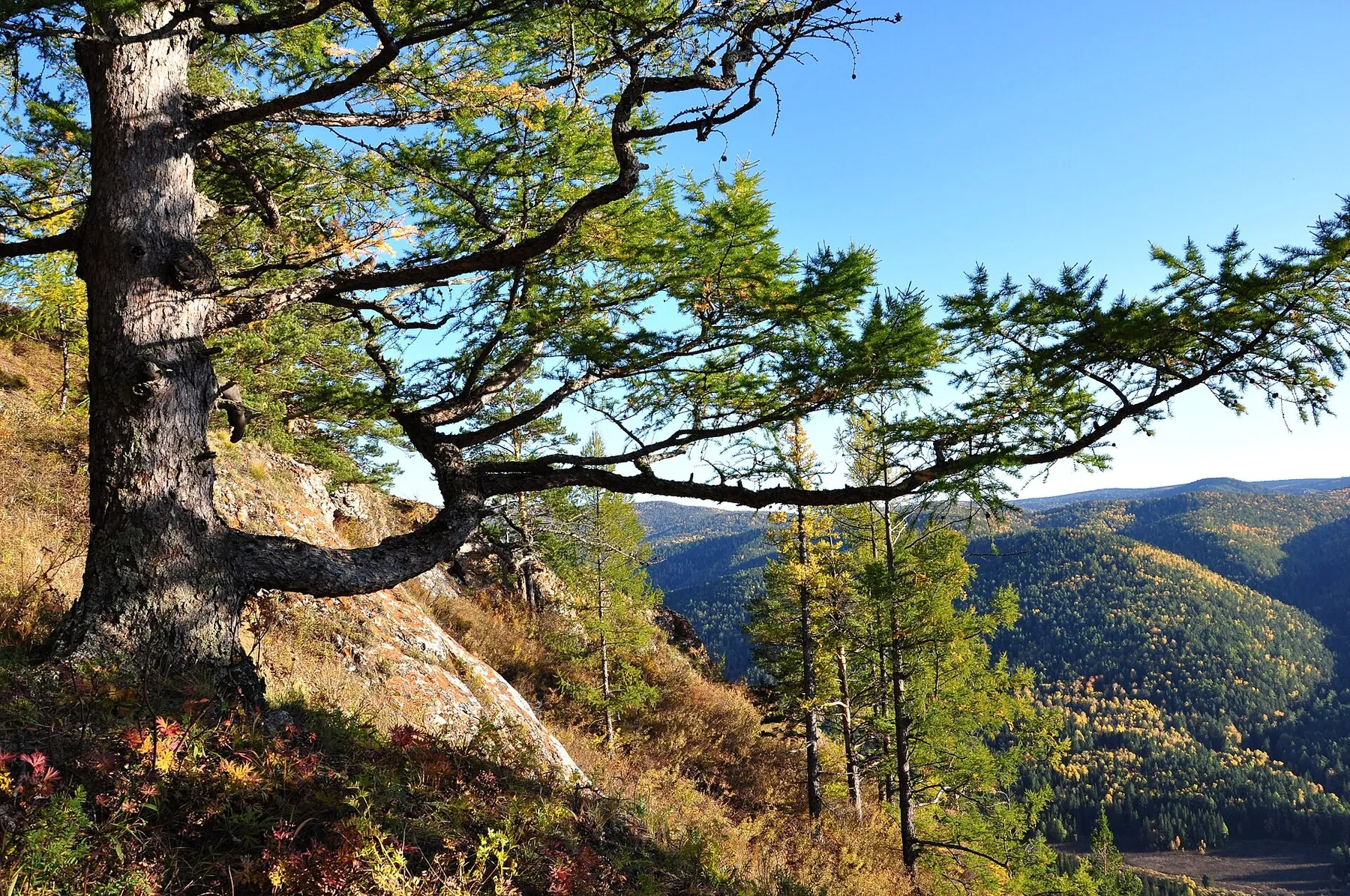 Sinilga Trail
