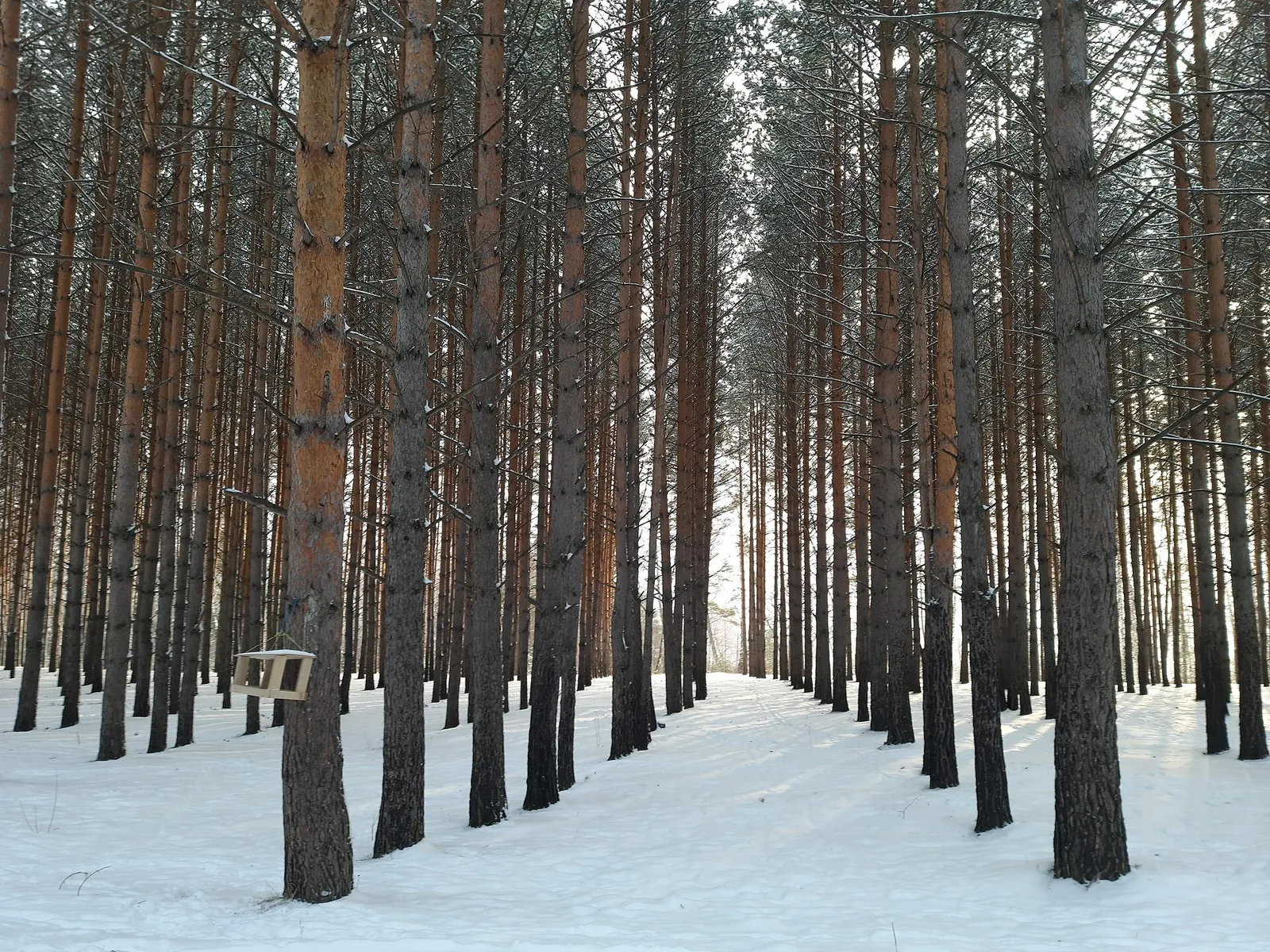 Serebryanikovskaya Trail