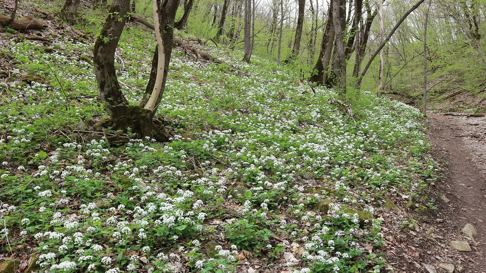 Platforma Mashuk => Geolog Kazakhstana => Beshtaugorskoe Loop: route photo 4 in Caucasus