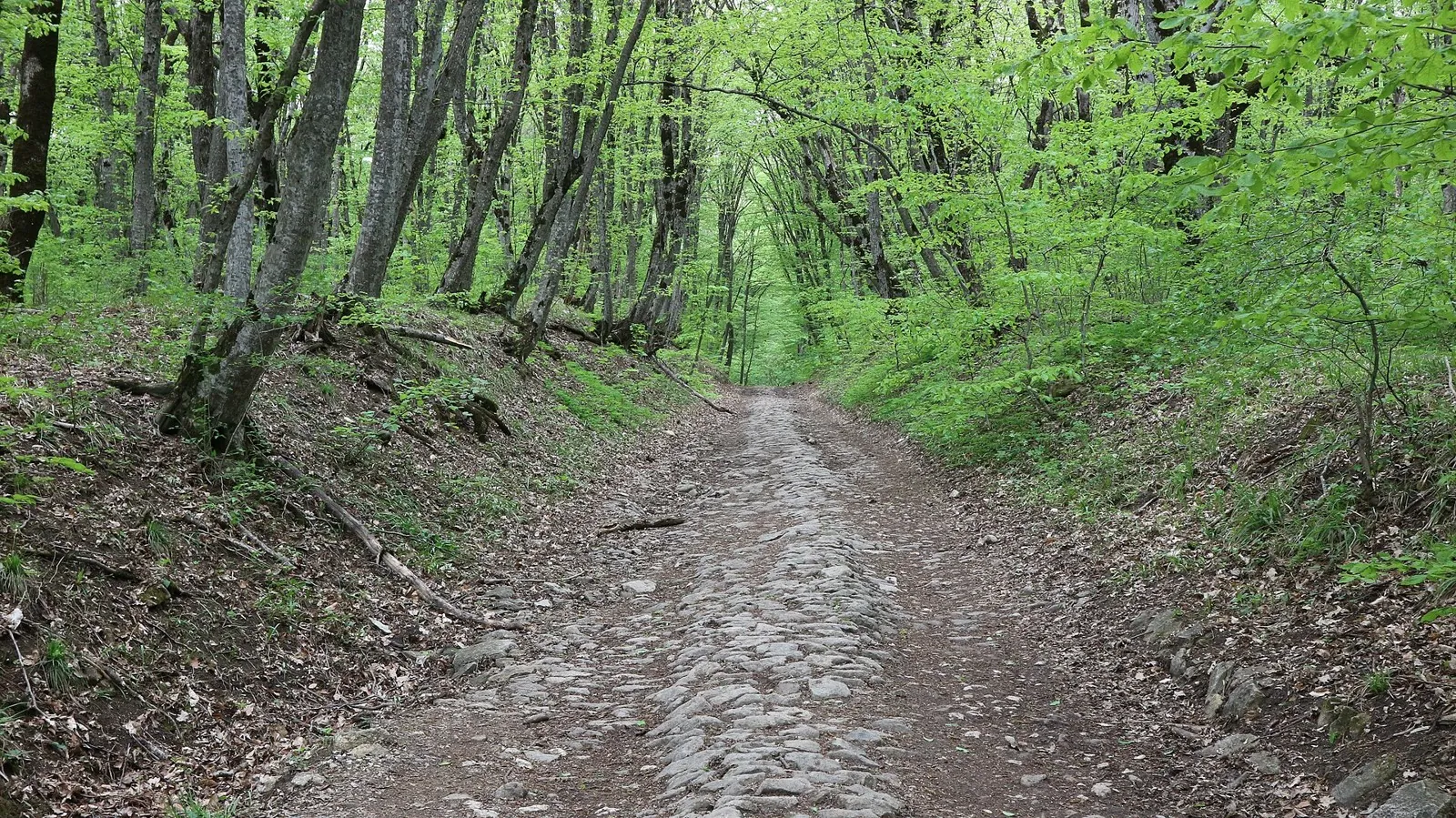 Walking Route in the Caucasus — 16,6 km: route photo